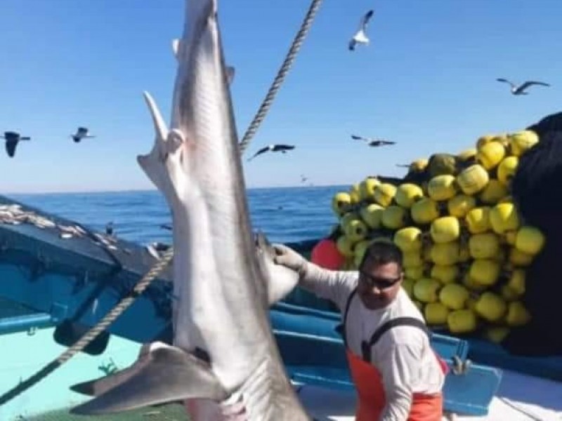 Captura de tiburón fue incidental