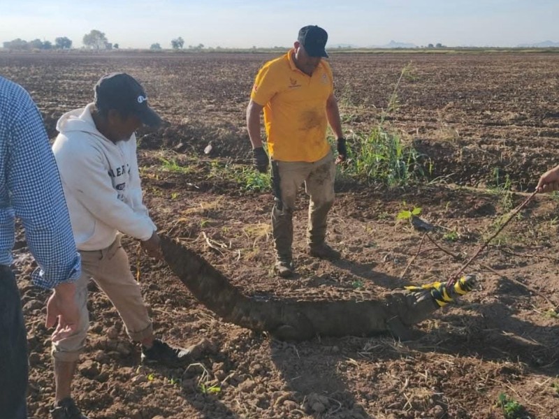 Captura Protección Civil de Juan José Ríos a enorme caiman
