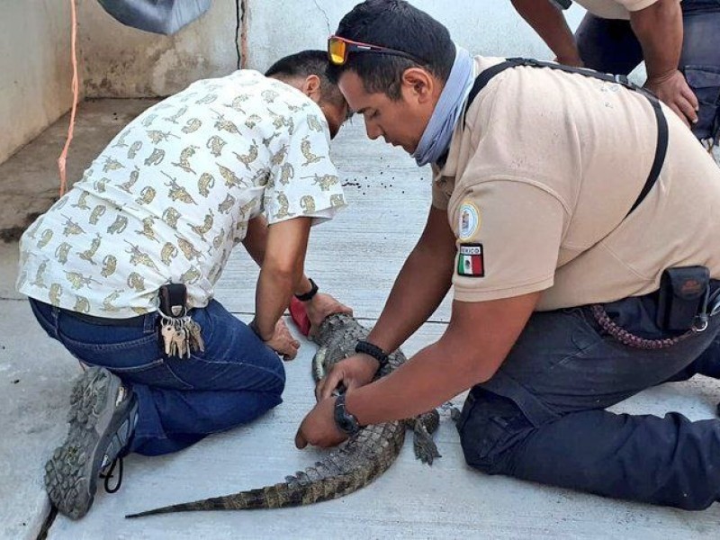 Capturan a cocodrilo