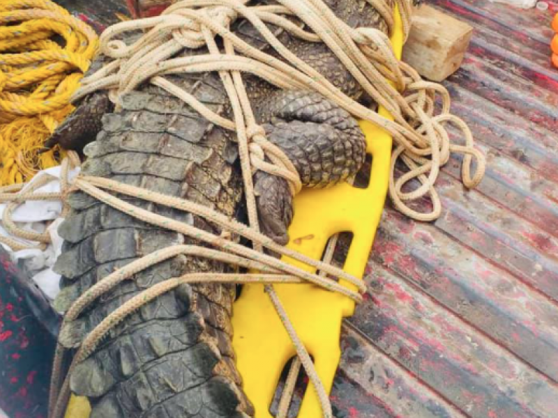 Capturan a cocodrilo en hotel de Nuevo Vallarta