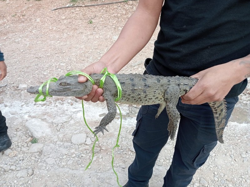 Capturan a cocodrilo en la colonia Loma Larga de Tuxtla Gutiérrez