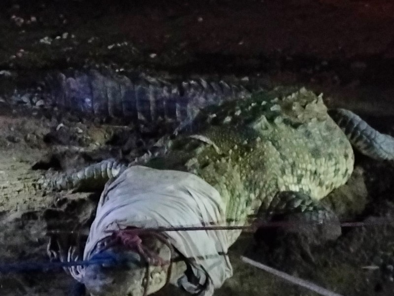 Capturan a cocodrilo que atacó a hombre en Rio Ameca
