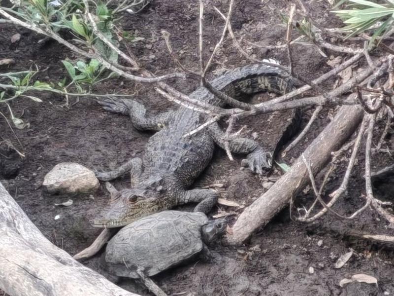 Capturan a Fugaz, el cocodrilo que sorprendió durante meses a Puebla