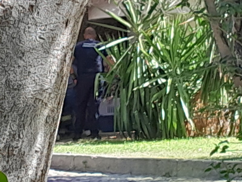 Capturan a gato montés en Colegio Regis