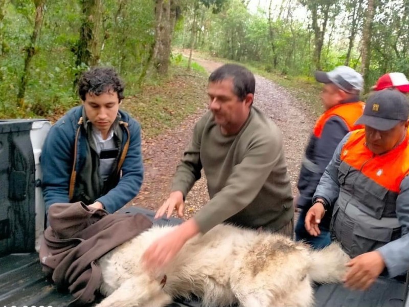 Capturan a lobo en zona montañosa de Huatusco