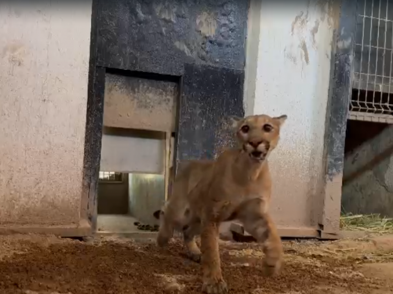 Capturan a puma en Cocula