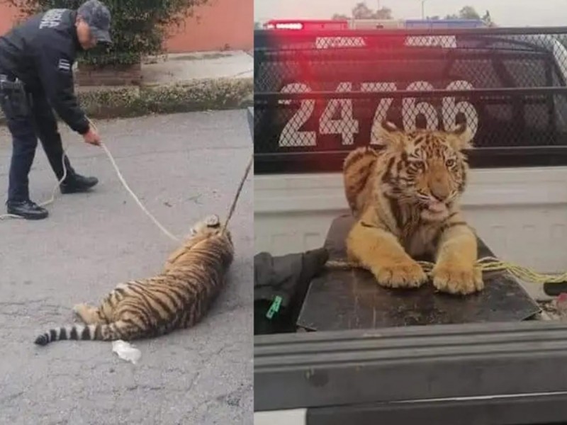 Capturan a tigre de bengala que deambulaba en la calle