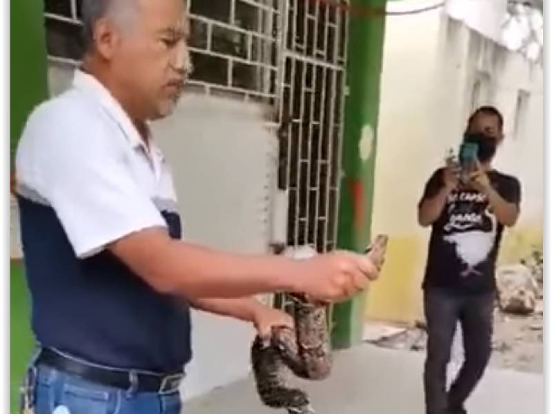 Capturan boa en escuela de Papantla