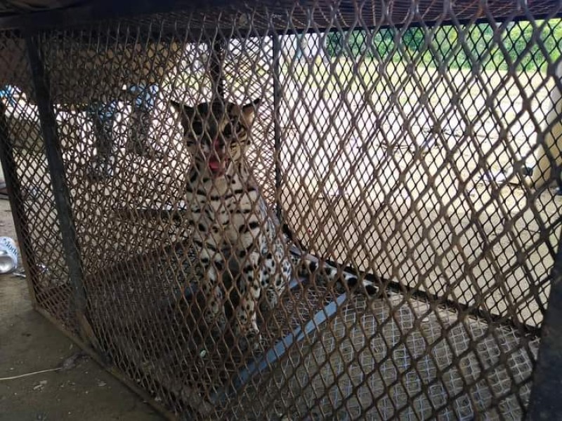 Capturan ocelote que depredaba gallinas en sierra de Técpan