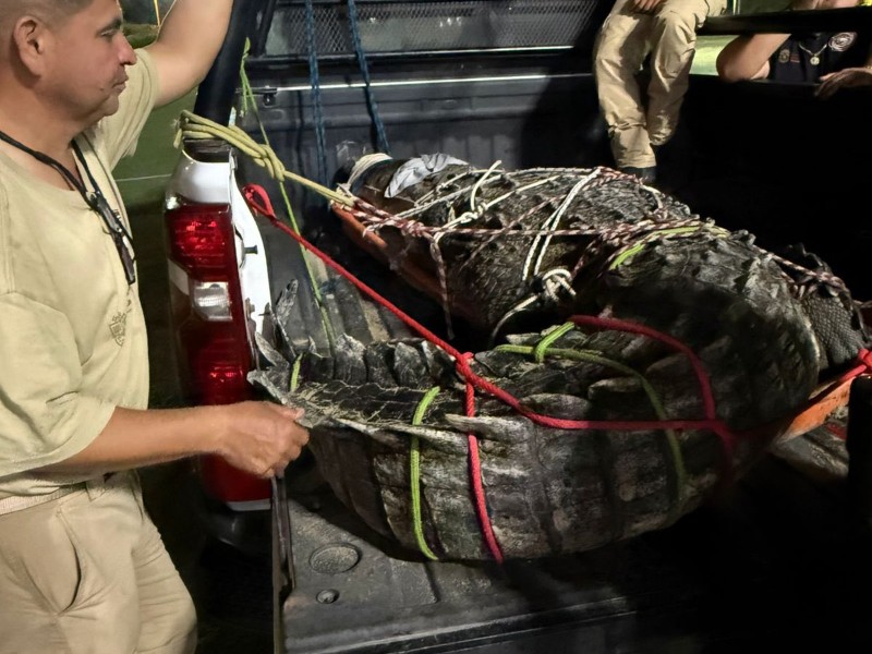 Capturan cocodrilo de 4 metros en playa de Nayarit