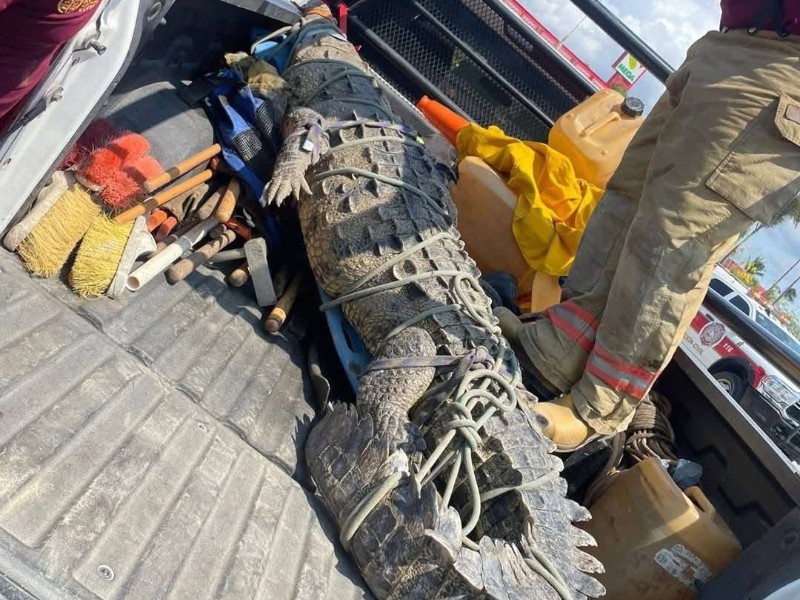 Capturan cocodrilo de más de 3 metros en Bahía de Banderas