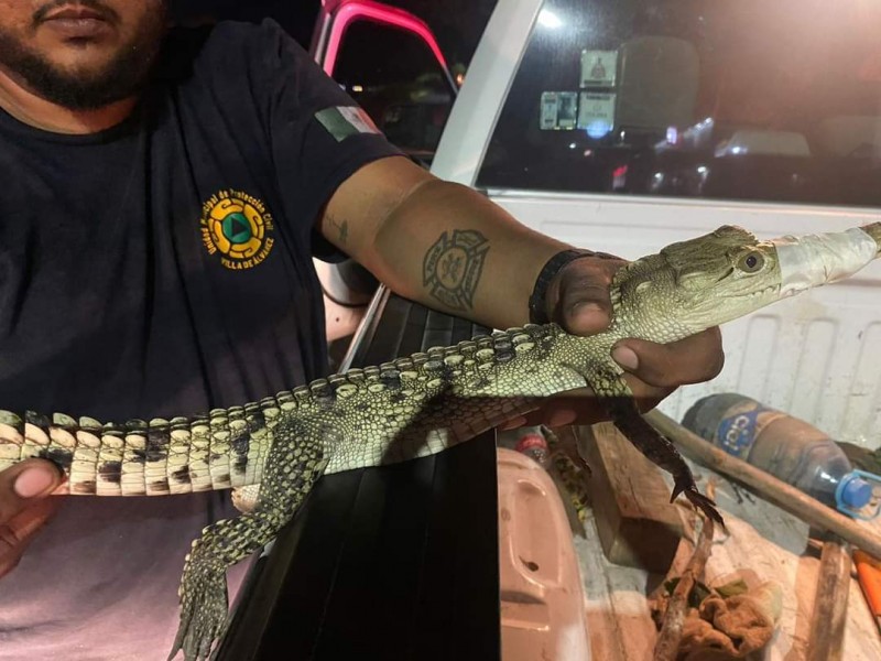 Capturan cocodrilo en colonia Solidaridad, el segundo en zona urbana