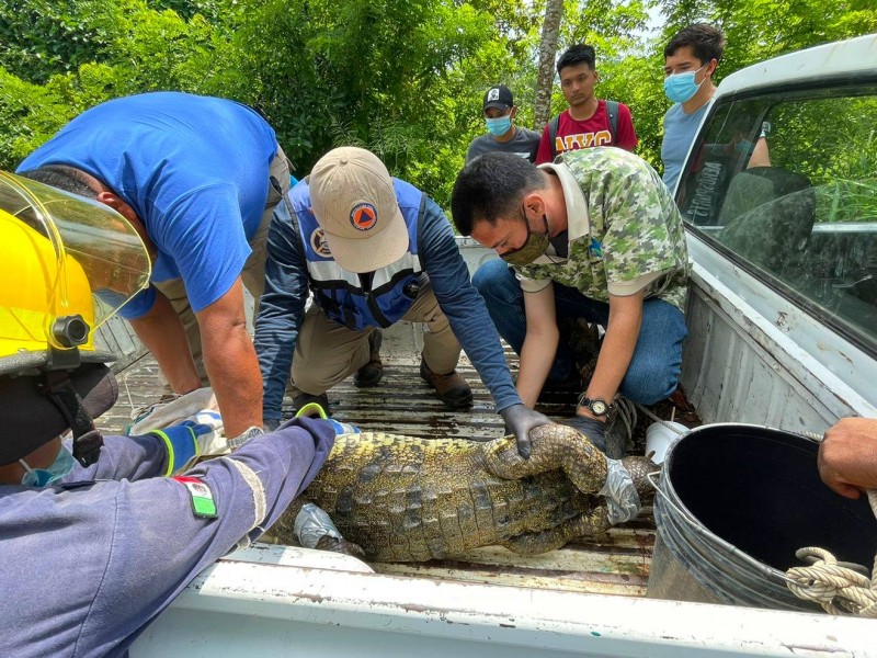 Capturan cocodrilo en comunidad Montes de Oca