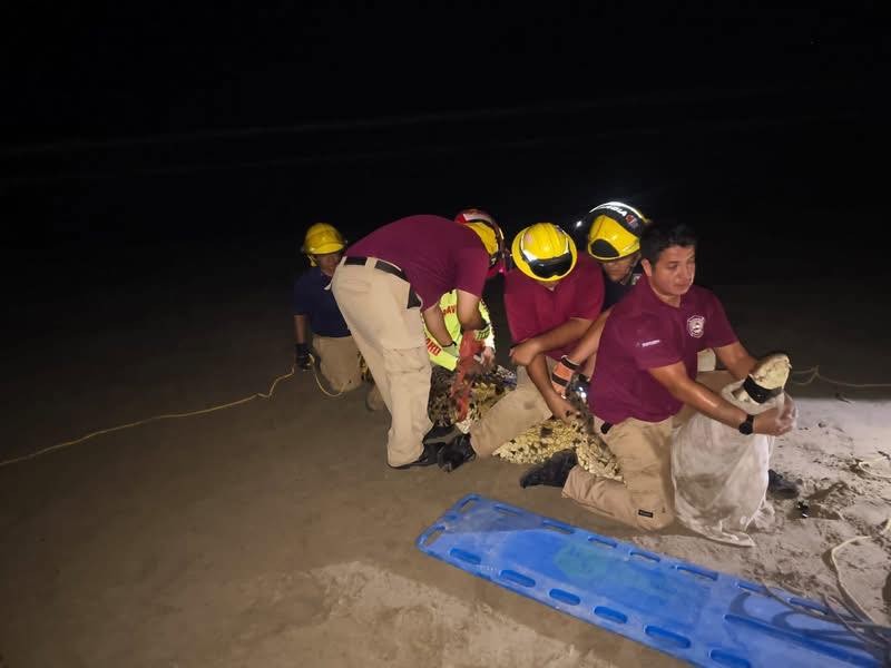 Capturan cocodrilo en playa de Bahía de Banderas, Nayarit