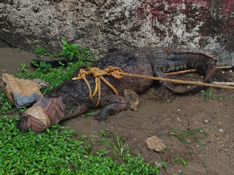 Capturan cocodrilo en zona urbana de Coatzacoalcos