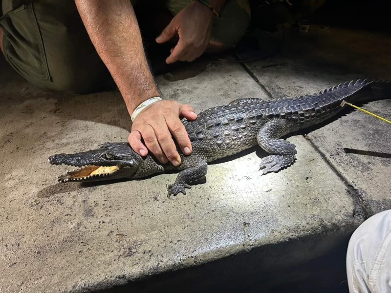 Capturan cocodrilo que deambulaba en el Pereyra