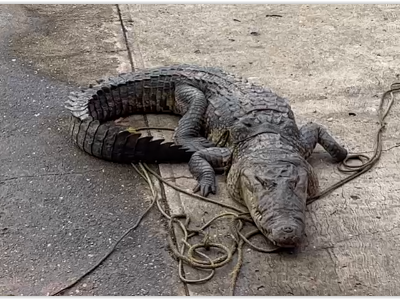 Capturan enorme cocodrilo en zona turística de Coatzacoalcos