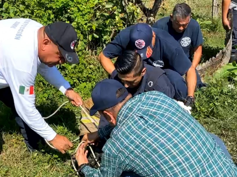 Encuentran y capturan enorme cocodrilo que vagaba por Pantanal, Xalisco