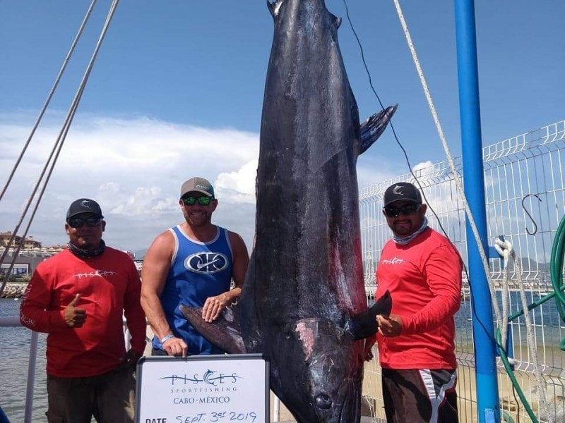 Capturan marlin azul de 597 libras