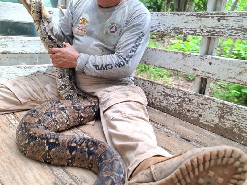 Capturan serpiente al interior de la vivienda en Laja Tendida
