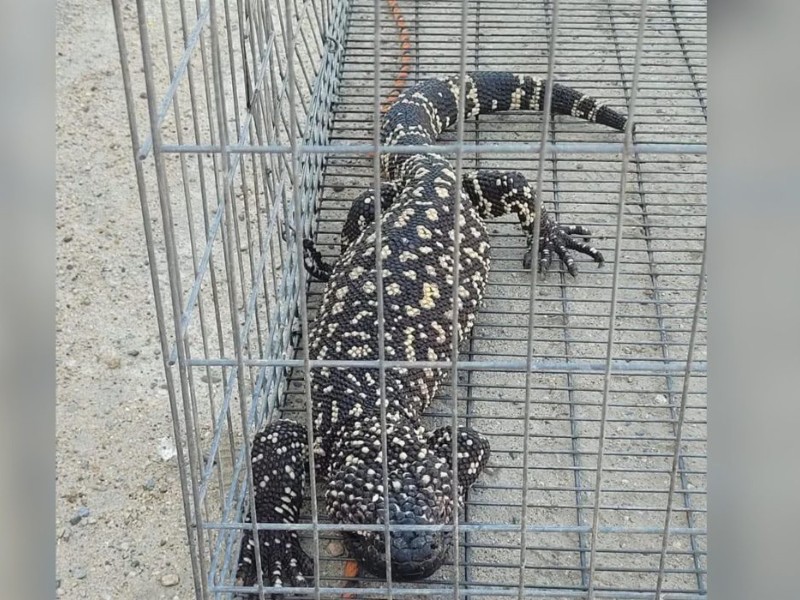 Capturan un lagarto 