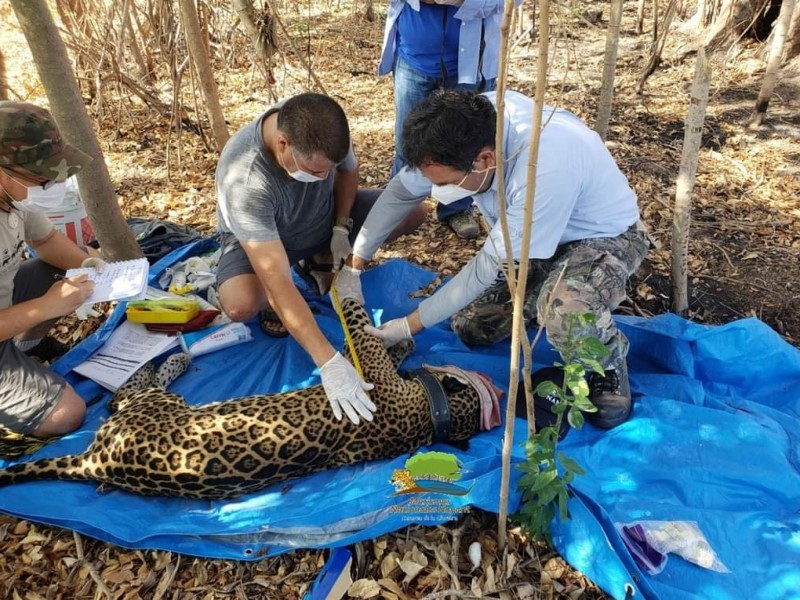 Capturan y colocan collar a jaguar en Marismas Nacionales Nayarit