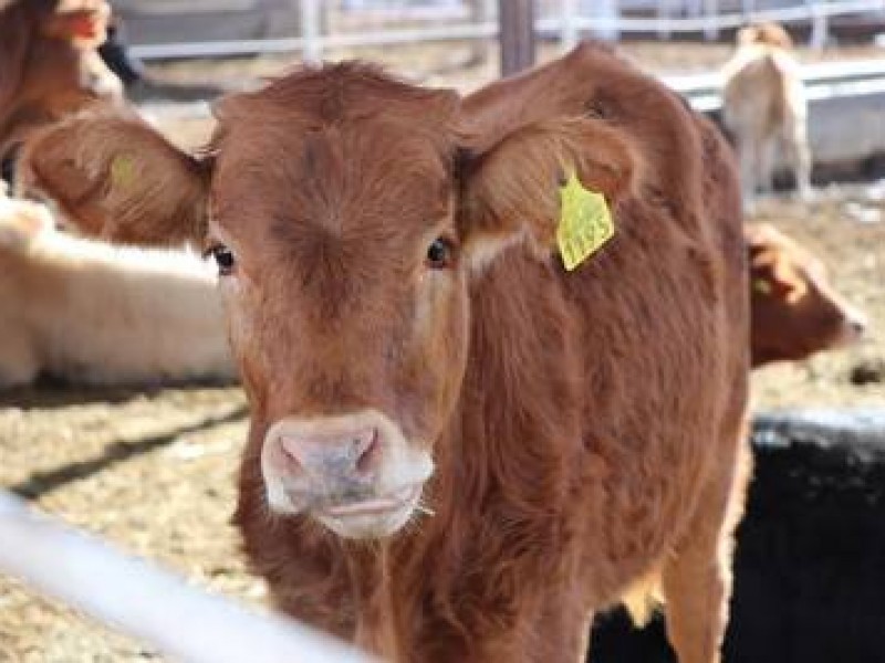 Cara y escasa la carne de res en Sonora