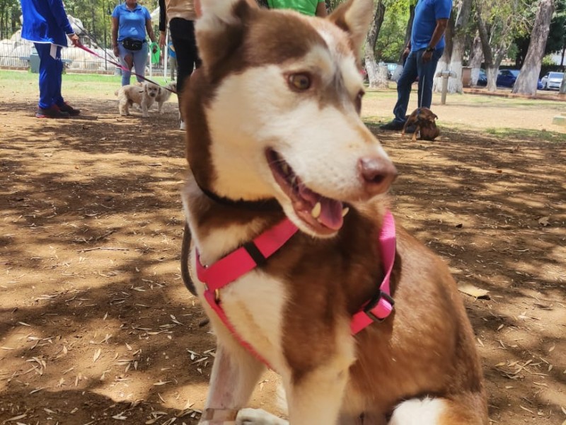 Caravana de la adopción este domingo en Morelia