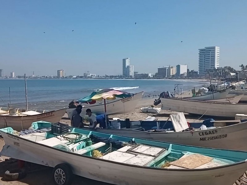 Cardumen de pez Pajarito, un manjar en Mazatlán