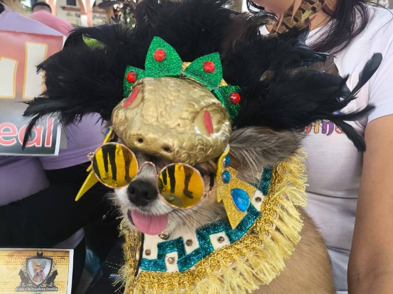 Carnaval Canino; busca al rey y la reina que reúna más croquetas