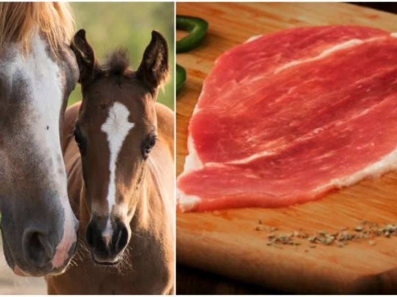 Carne de caballo, una alternativa alimenticia de calidad