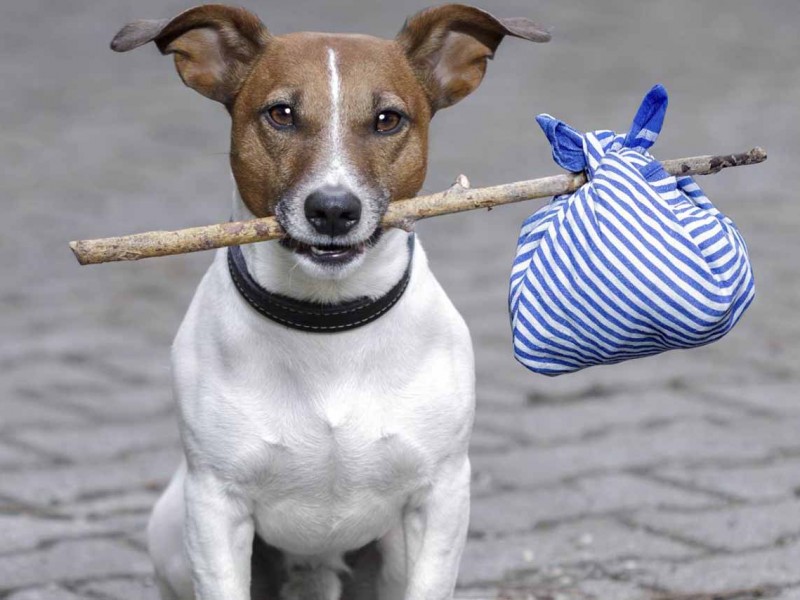 Casa Marina, rebasada como refugio de animales domésticos