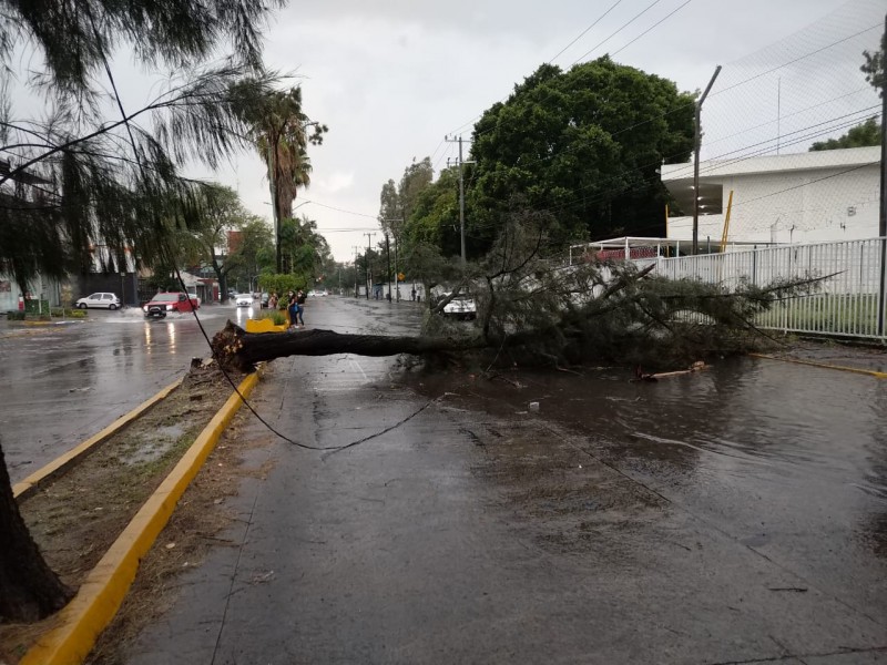 Casi 20 árboles caídos por lluvia vespertina