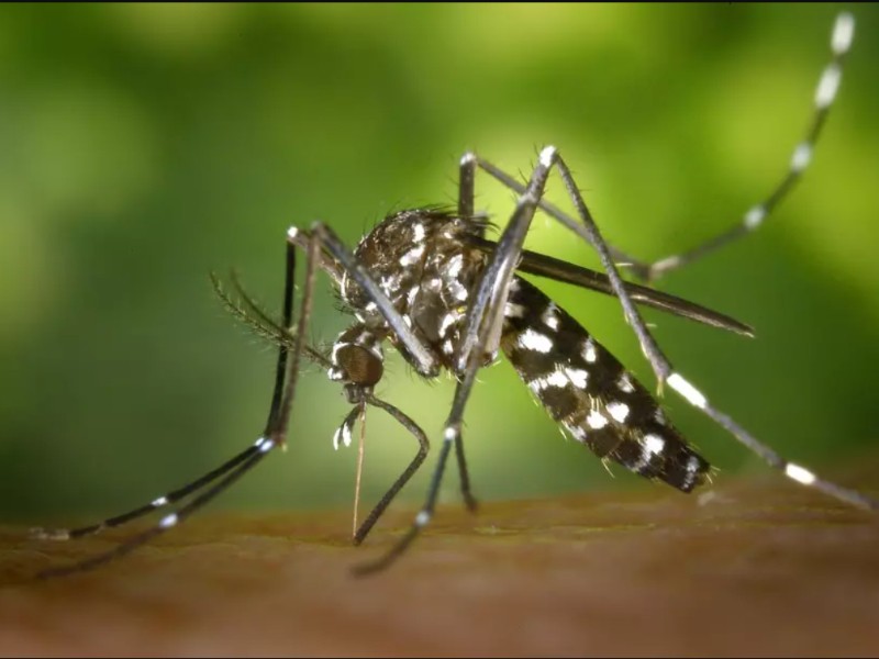Caso de dengue bajaron 76% en la última semana