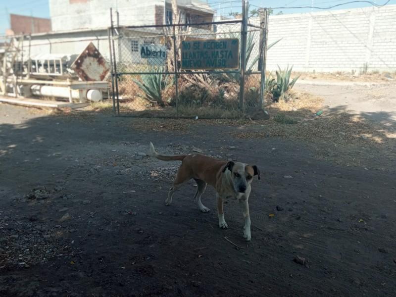 Casos de abandono animal han aumentado entre 200% y 300% en Salamanca