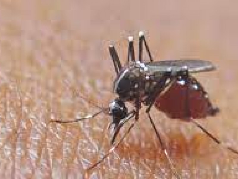 Casos de dengue a la baja en Veracruz