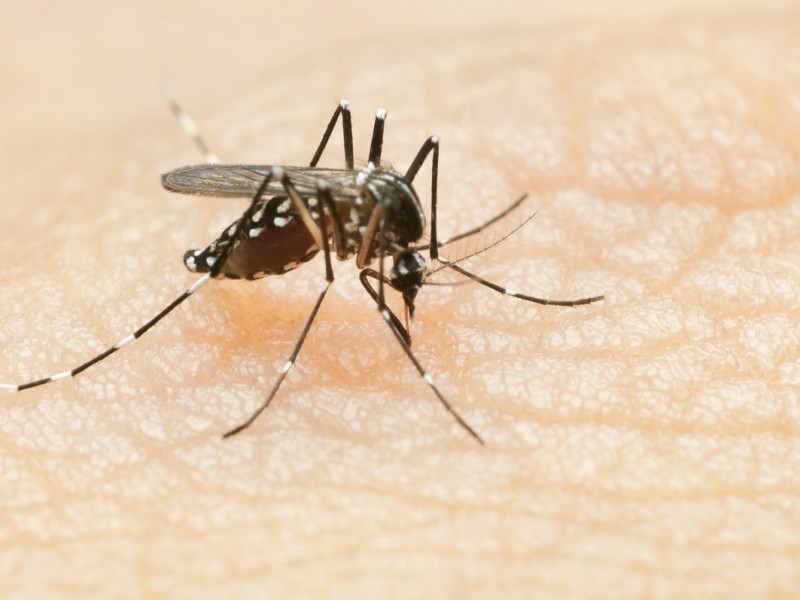 Casos de dengue continúan en temporada invernal