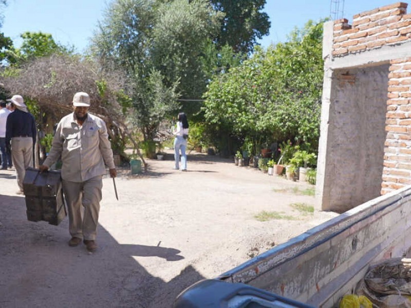 Casos de dengue en aumento: Navojoa y Álamos reportan 11 nuevos contagios