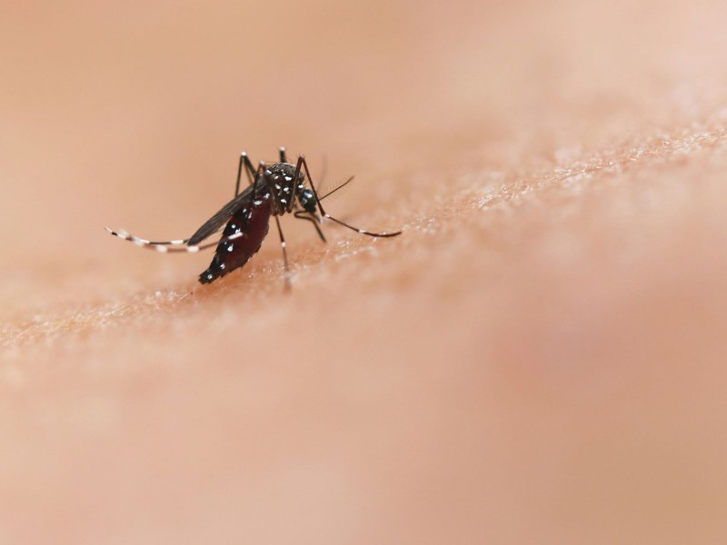 Casos de dengue en Querétaro llegan a 85: piden reforzar medidas