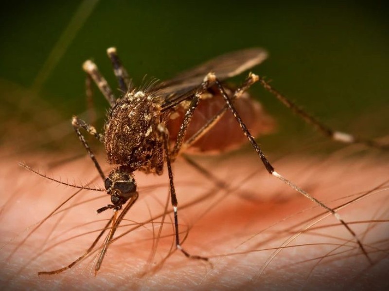Casos de dengue en Querétaro muestran repunte en septiembre