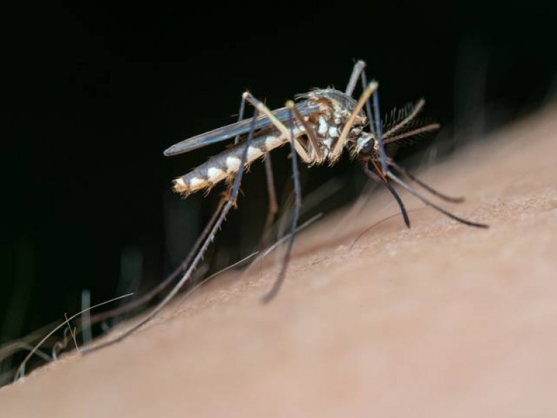 Casos de dengue no representan alarma en Tuxpan