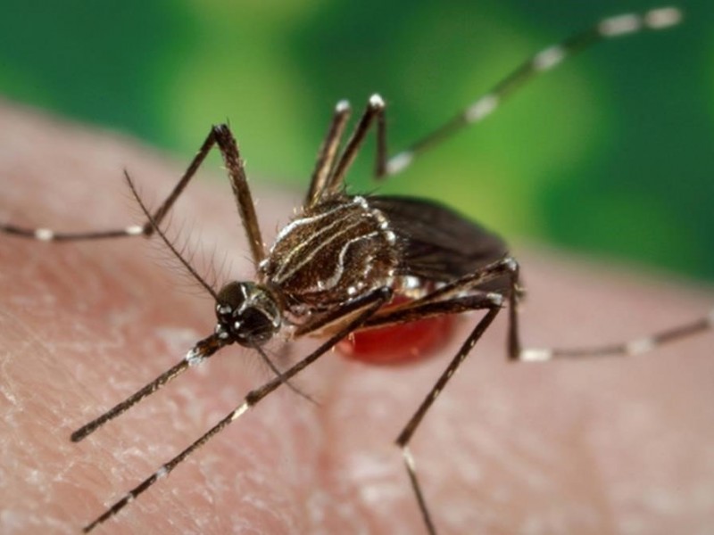 Casos de Dengue se duplicarán durante la temporada de lluvias