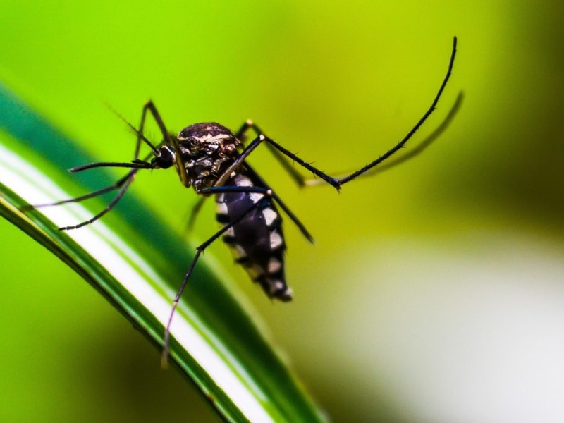 Casos de dengue se han reducido casi en un 80% este 2025