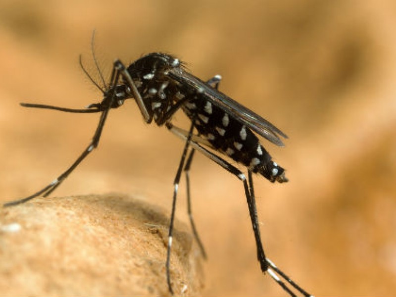 Casos de dengue se incrementan en Chiapas, registra 623