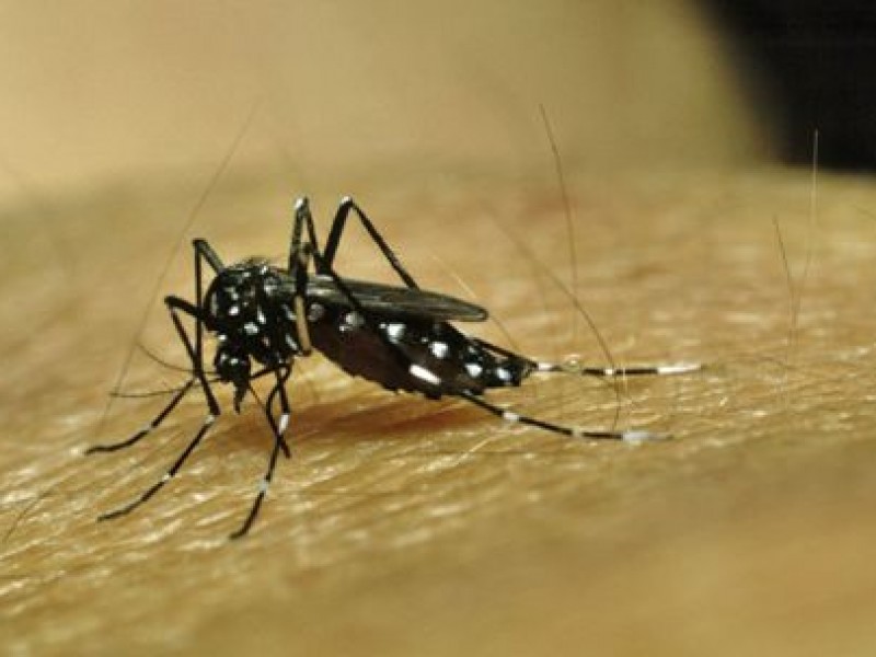 Casos de dengue siguen en aumento en Chiapas