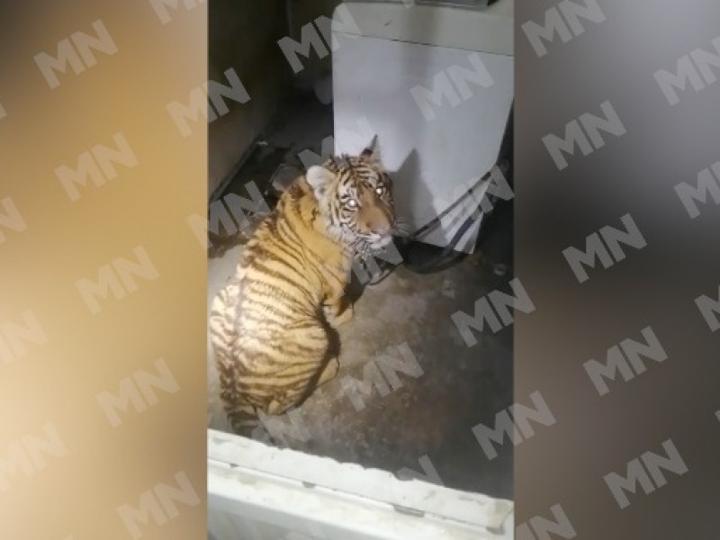 Catean domicilio en Guanajuato y aseguran tigre