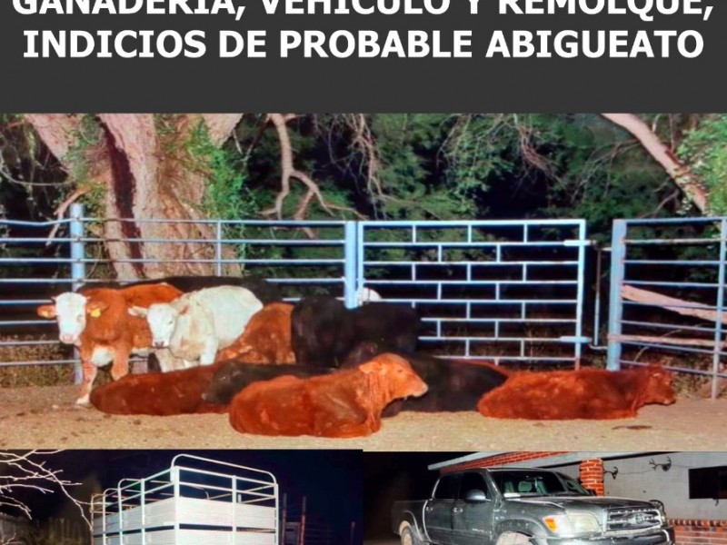 Catean Rancho San Martín y recuperan ganado presuntamente robado