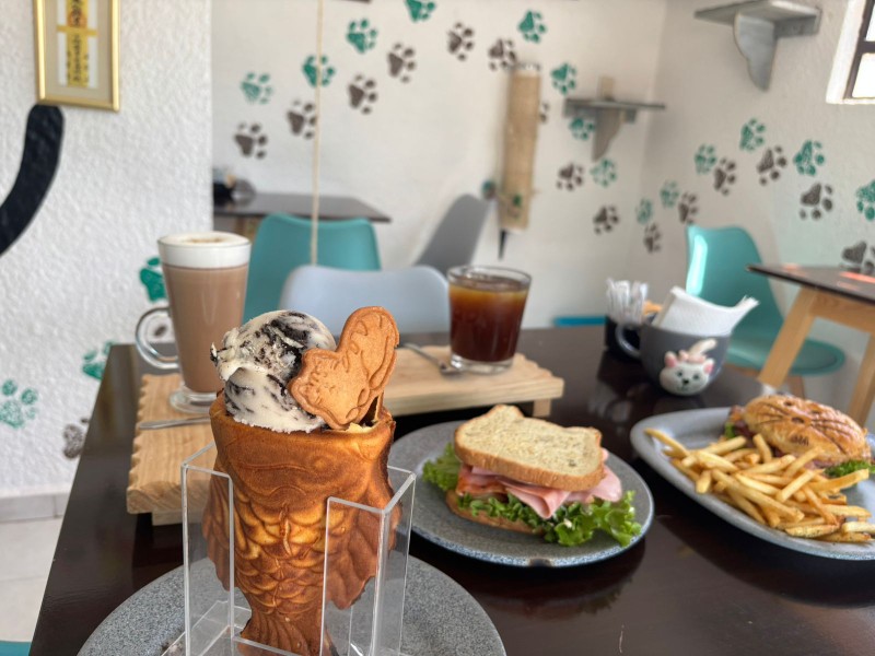 Cattus Café  El lado tierno del café