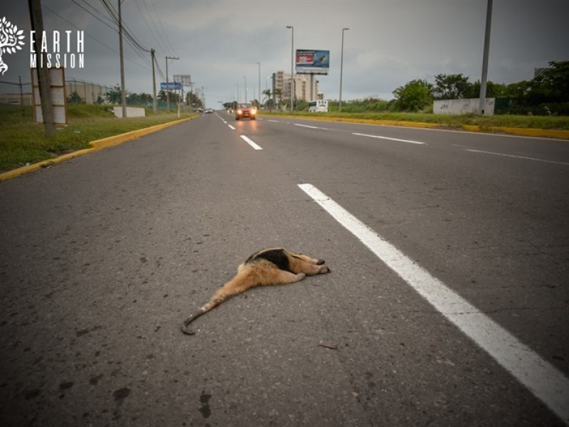 Causa indignación atropellamiento de oso hormiguero