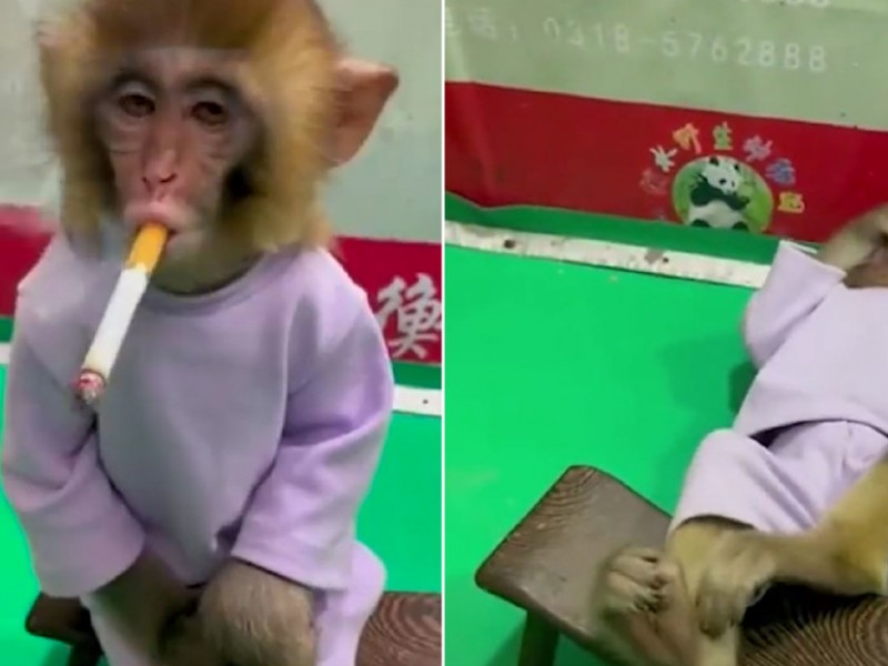 Causa indignación video de mono fumando en zoológico chino